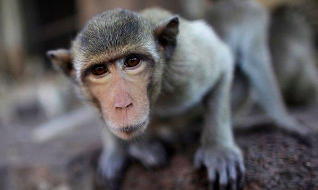 1. 1997 yılında bir Emory araştırmacısı, bir maymunun gözlerine dışkı fırlatması sonucu ölmüştür.