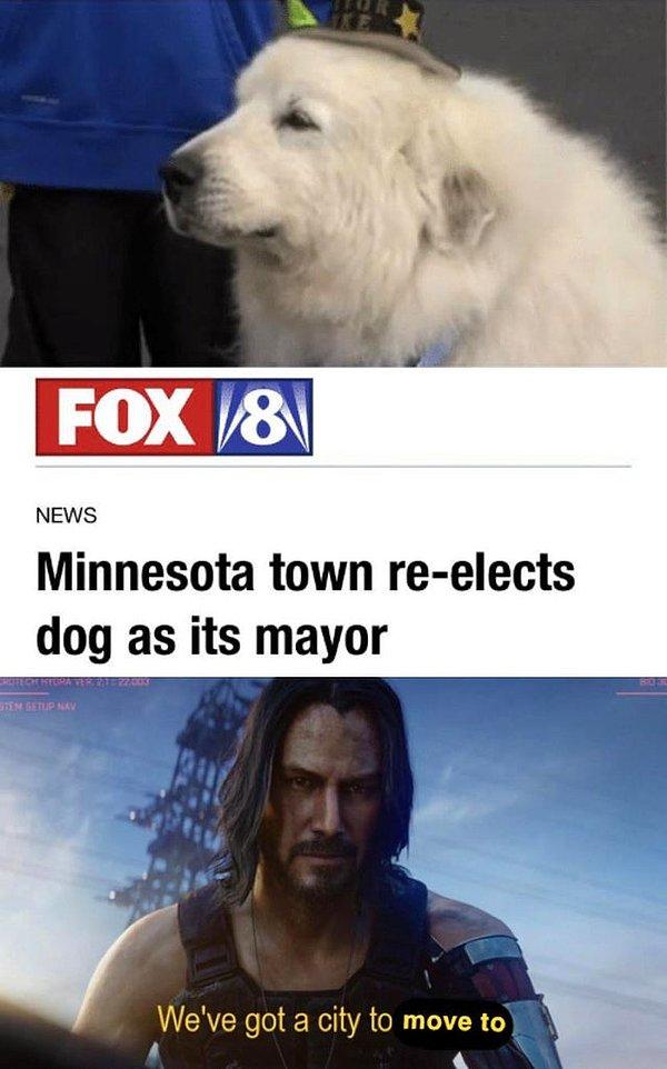 4. "Minnesota şehri, köpeği yeniden belediye başkanı seçti."