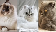 Senin Ruhun Hangi Kedi Irkına Ait?