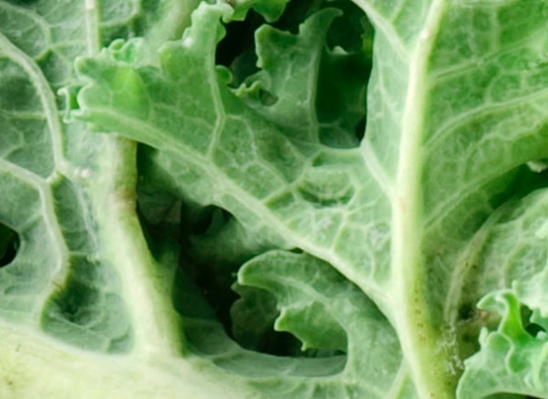 10. Знакомая зеленушка?