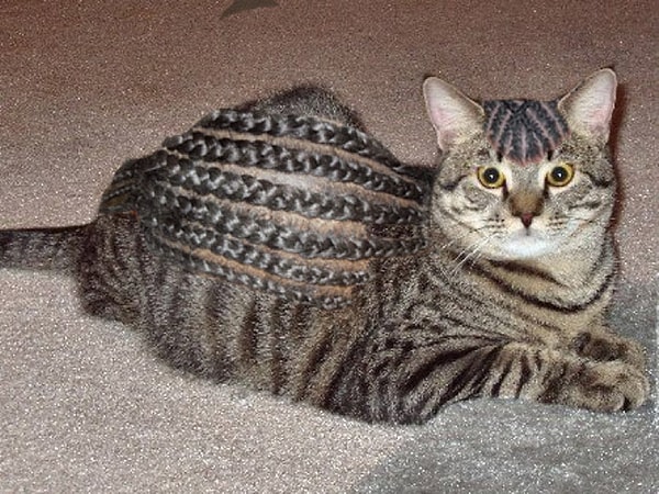 12. "И тебя сейчас заплетем", - сказала бабушка. Не успел сбежать Мурзик =)