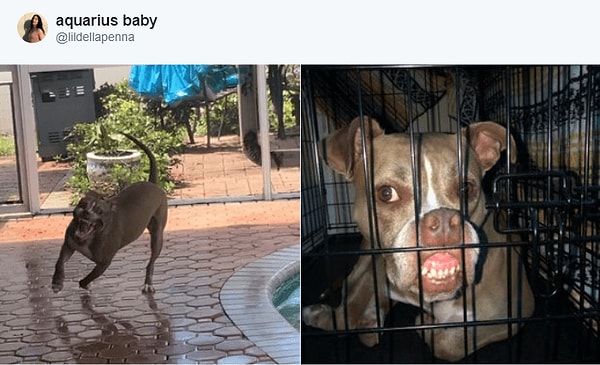 5. ...на которых наши питомцы частенько пугают своим видом