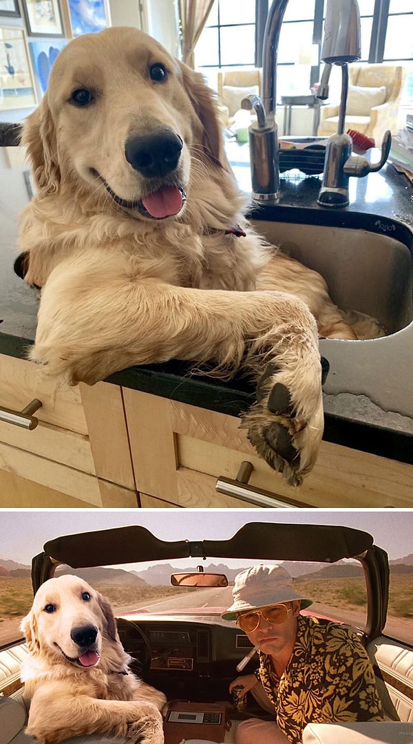 22. Харизма песика зашкаливает