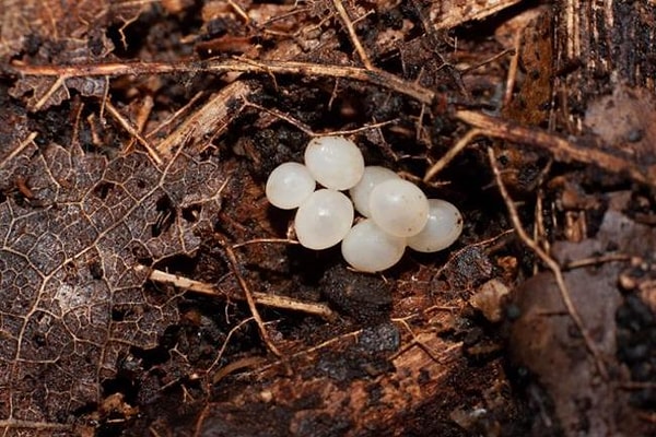 3. Яйца улитки в сырой листве