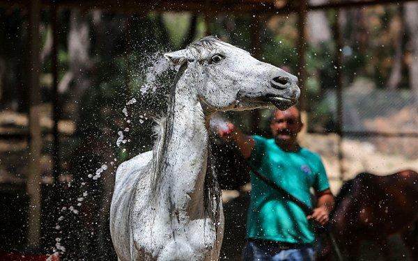 Hayvanat bahçesi yönetimi, günün sıcak saatlerinde atların serinletilmesi talimatını verdi. Çalışanlar hortum yardımıyla atları yıkayarak serinlemelerini sağlıyor.