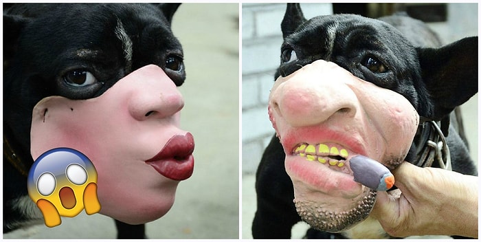 Прости Господи! Новые намордники для собак, глядя на которые можно ненакором свалиться с инфарктом