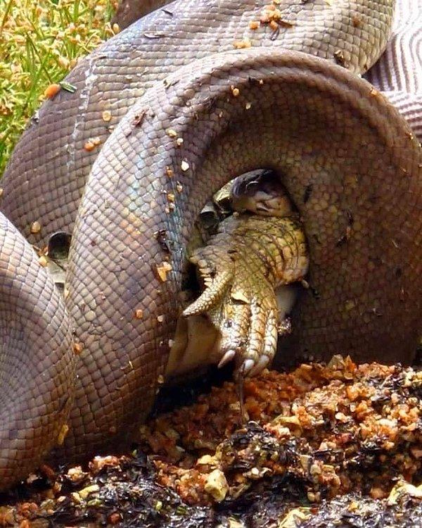 "Avustralya'nın en büyük ikinci yılanı olan 'Zeytin Pitonu'nun harika resimleri ve ayrıca Batı Avustralya'nın tatlı su timsahı ile beslenerek en büyük öğüne sahip olanı yılanı"