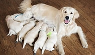 Farkında Olmadan Köpeklerin Yüzlerini Dizayn Etmiş Olabiliriz!