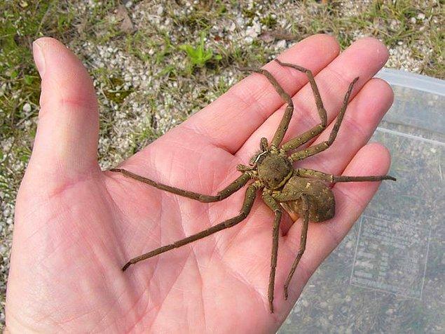 Ayrıca Justine bu örümceğin bir yetişkinin avuçiçi ile karşılaştırılabilecek bir büyüklükte olduğunu belirtti.