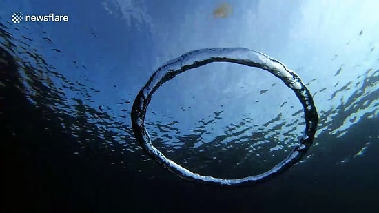 Su Altında Dalgıcın Yaptığı Halkanın Etrafında Muhteşem Bir Döngüye Giren Denizanası