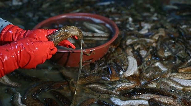 protein degeri oldukca yuksek olan ve uretimi devlet kontrolunde yapilan deniz patlicani ne ise yarar faydalari nelerdir
