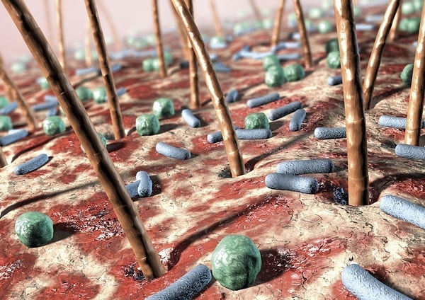 4. Сколько потовых желез имеет человеческое тело?