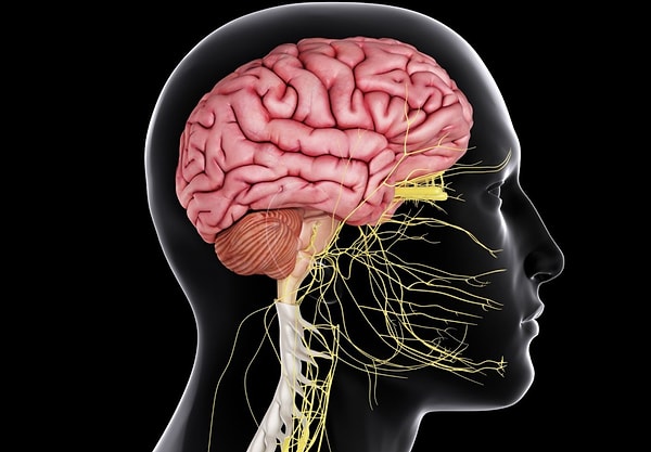 12. Какая часть мозга самая большая?