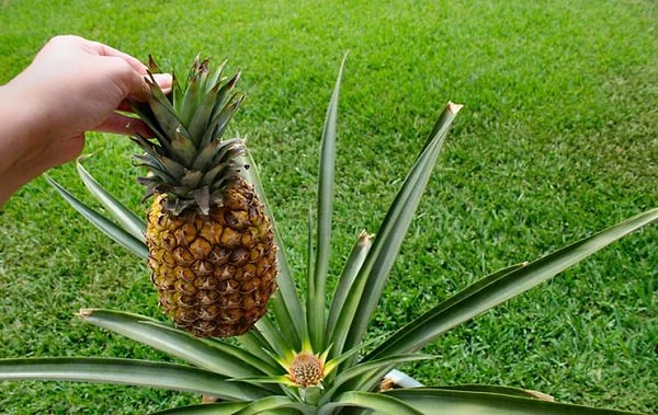 4. Ананас не растет на пальмах, как думают многие. Более того, ананасы растут даже не на дереве!