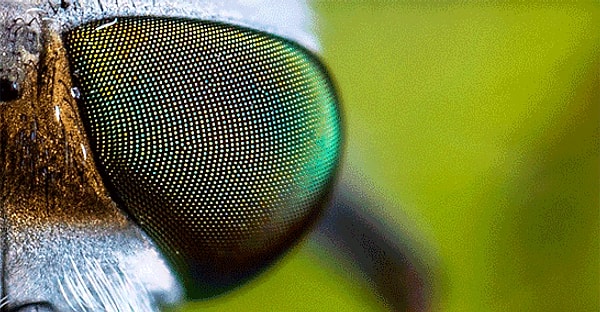 3. Ну очень необычный глаз O_o