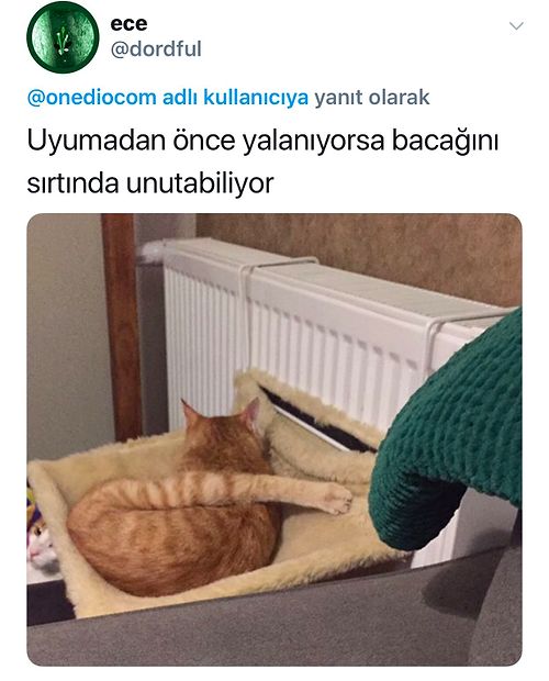 Evcil Hayvanlarının En Tuhaf Alışkanlıklarını Paylaşarak Hem Güldüren Hem Şoka Sokan Takipçilerimiz