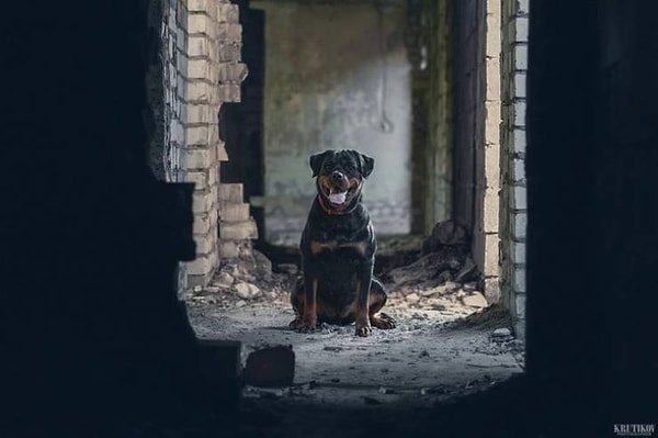 4. - Привет, собака! - Привет, очень быстро бегающий фотограф! 😄