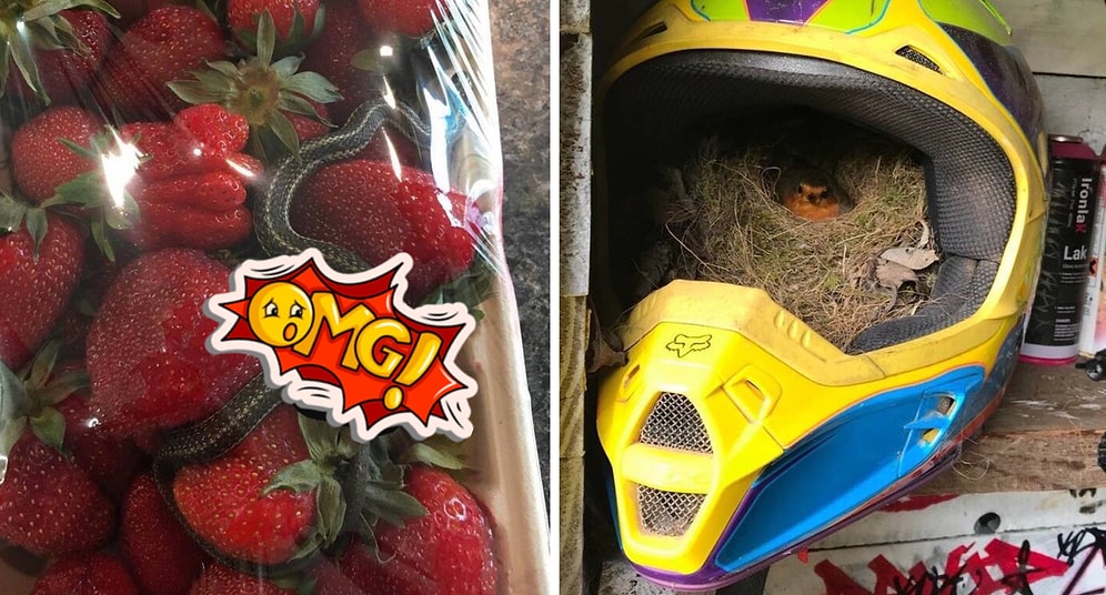 «Вот это сюрприз!», или 20 случаев, когда жизнь заставала нас врасплох