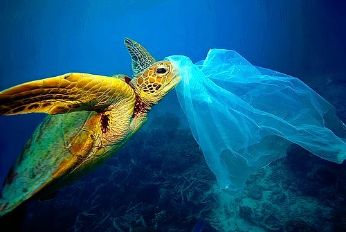 Dünyayı Yeni Kuşak Kurtaracak! Öğrenciler, Atık Plastiği Karbondioksit ve Suya Dönüştürebilecek Yeni Bir Metot Keşfetti