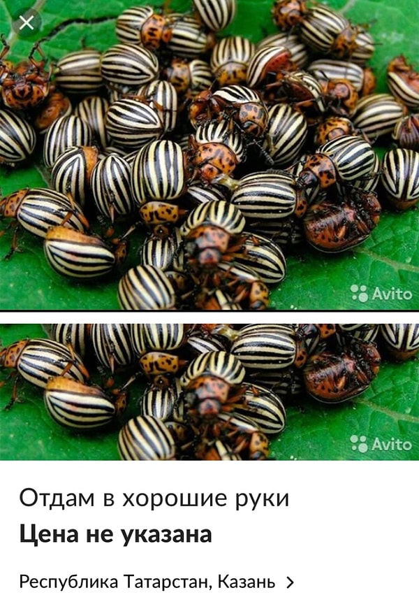 2. На Авито найдется все! Даже колорадские жуки