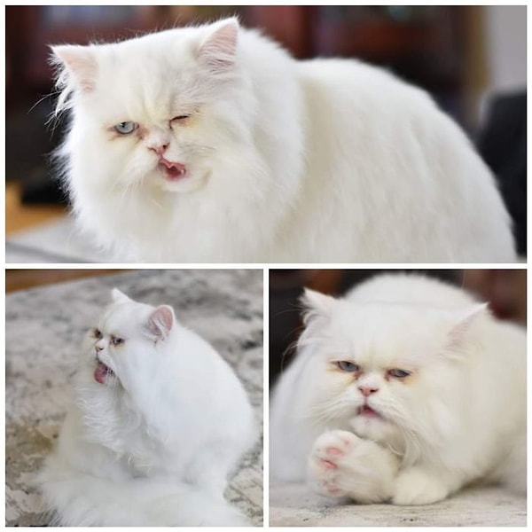 12. "Мимика моего кота"