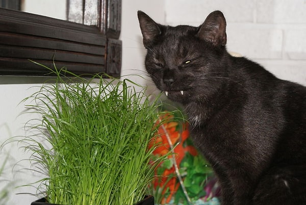 18. Ваша ворчливая соседка выглядит так же?