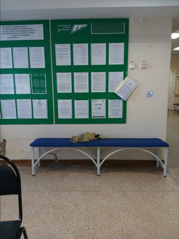 20. И напоследок: фото соискателя на вакансию мышелова на бирже труда :)