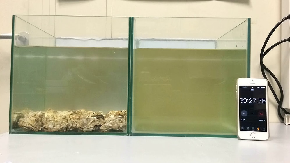 Kirli Suyu Kısa Bir Süre İçinde Tertemiz Hale Getiren İstiridyelerin Yer Aldığı Muhteşem Deney!