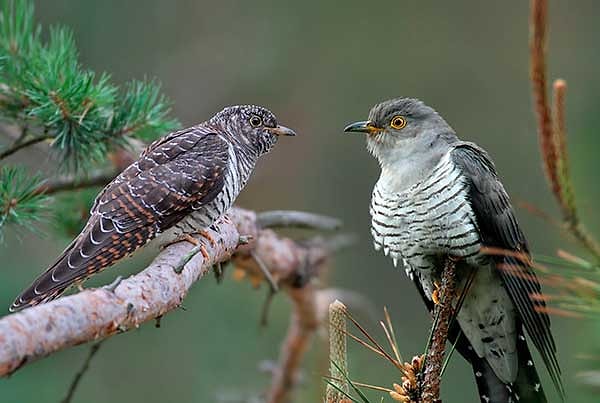 7. Самки кукушек кукуют.