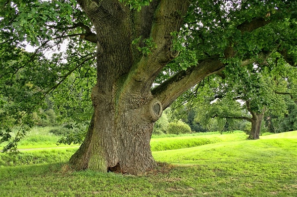 1. Самое толстое дерево - это дуб.