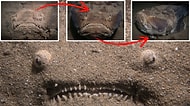 Kendini Bir Kamuflaj Ustası Gibi Kuma Gömen Kurbağa Balığının Dehşete Düşürürken Büyüleyen Fotoğrafları