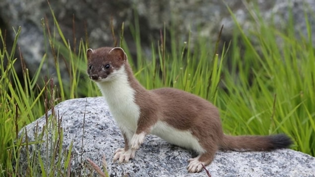 12. Stoat (Kakım) olarak bilinen bu hayvanların isminin 'Yaramaz' sözcüğünün Flemenkçe karşılığından aldığı düşünülüyor.