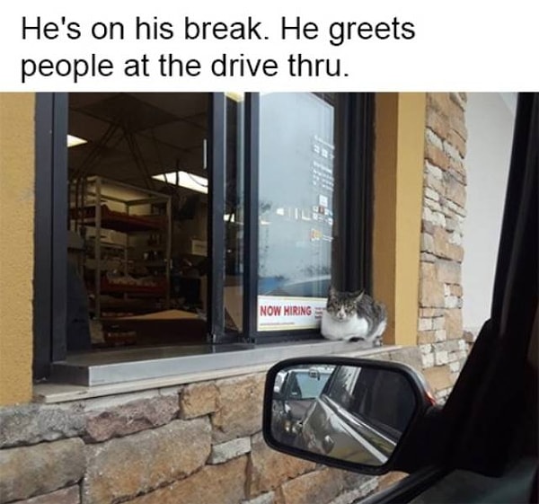 8. Кот-хостесс в окошке фастфуда: "Попробуете наш пирожок с вишневым джемом?"