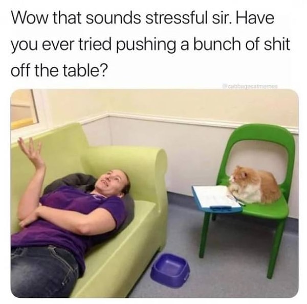 20. Кот-психотерапевт, который избавит вас от всех накопившихся проблем!