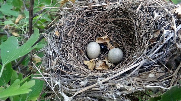 9. Кто появляется не из яйца?