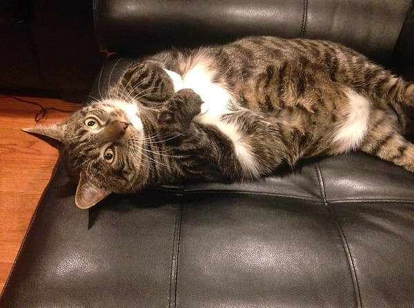 12. А теперь ваш котишка растягивается на спине и показывает вам свой живот. Что бы это значило?