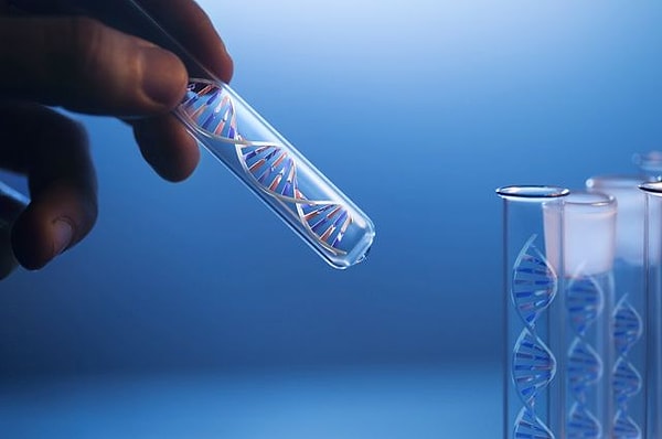 4. Что образует ДНК в организме человека?