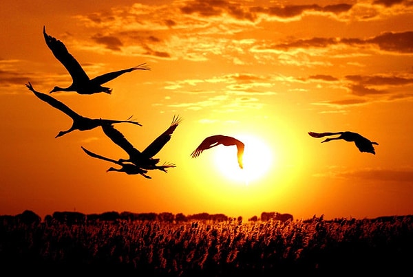 4. Золотистою долиной Ты уходишь, нем и дик. Тает в небе журавлиный Удаляющийся крик.