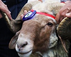 5 - Kurban bayramında kurban kesme mecburiyeti