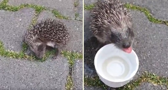 Aşırı Sıcaklardan Dolayı Baygınlık Geçiren Kirpinin Yardımına Koşan Güzel İnsanlar