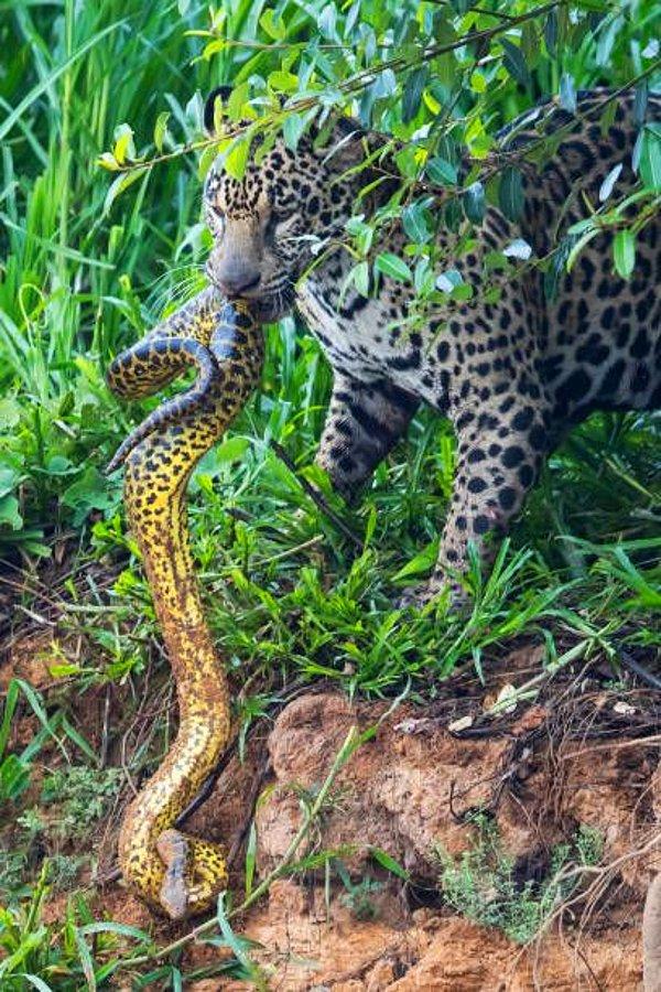 15. Avı olan sarı anakondayı tutan jaguar: