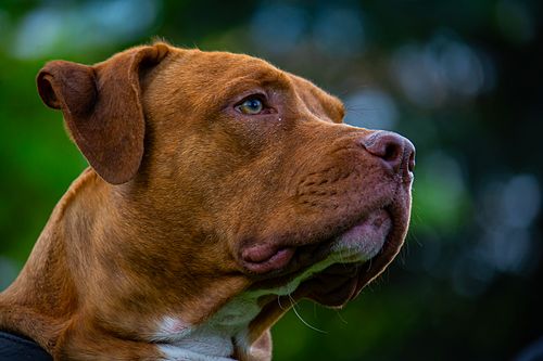 Köpek Severlerin "Bakmaya Doyamayacağı" 20 Fotoğraf