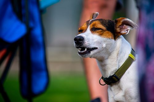 Köpek Severlerin "Bakmaya Doyamayacağı" 20 Fotoğraf