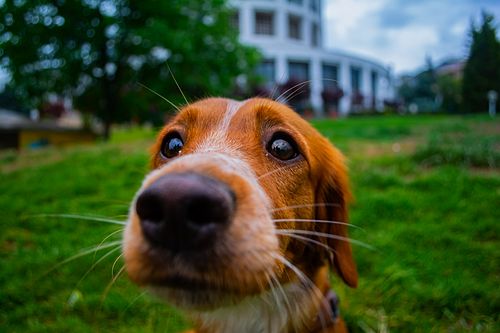 Köpek Severlerin "Bakmaya Doyamayacağı" 20 Fotoğraf