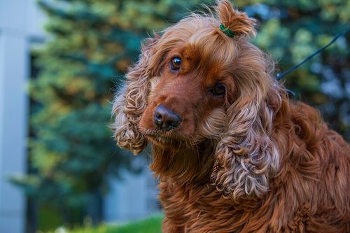 Köpek Severlerin "Bakmaya Doyamayacağı" 20 Fotoğraf