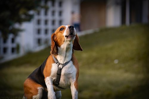 Köpek Severlerin "Bakmaya Doyamayacağı" 20 Fotoğraf