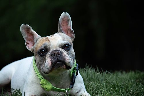 Köpek Severlerin "Bakmaya Doyamayacağı" 20 Fotoğraf