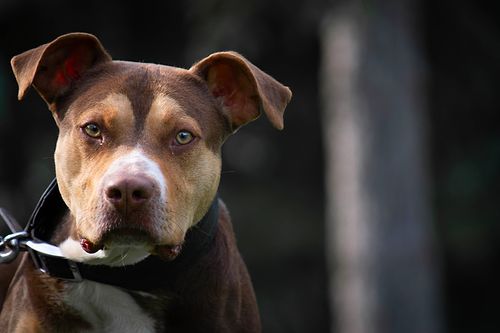 Köpek Severlerin "Bakmaya Doyamayacağı" 20 Fotoğraf