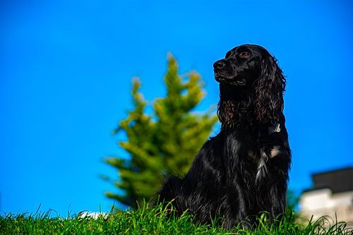 Köpek Severlerin "Bakmaya Doyamayacağı" 20 Fotoğraf