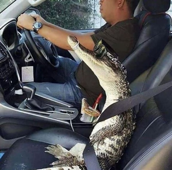 7. Этот крокодил выглядит круче меня :)